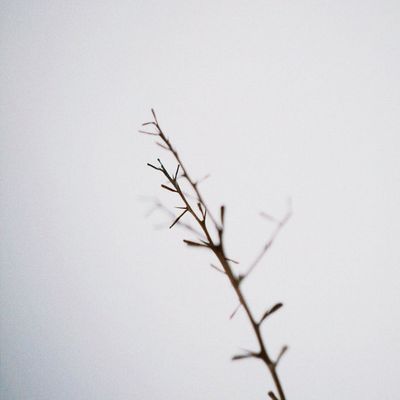Abstract silhouette of a tree branch against a soft background.
